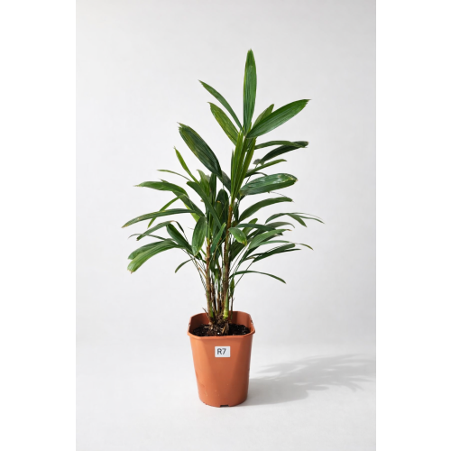Raphis Excelsa 85cm